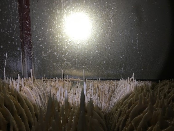 過(guò)濾前壁管（可見(jiàn)油漆結(jié)塊）